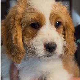 Penny - Blenheim female Cavapoo puppy in Columbus, Montana from Montanas Mountain Bernedoodles