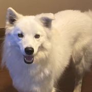 Ego - American Eskimo Dog