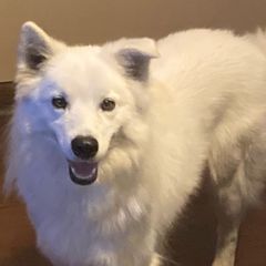 Ego - American Eskimo Dog