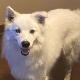Ego - American Eskimo Dog