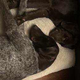 German Shorthaired Pointers and Labradoodles from Shining D Ranch