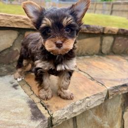 HEATH - Chocolate and tan male Yorkshire Terrier puppy in Smryna, Georgia from Owensons’ Kennel
