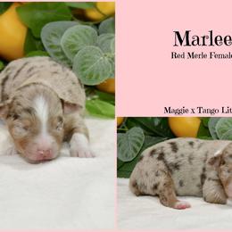 Marlee - Red merle female Australian Shepherd puppy in Ranger, Texas from Outback Mini Aussies