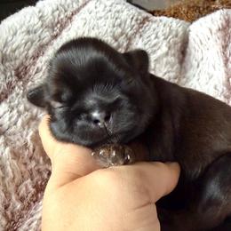 Cider - Sable male Shih Tzu puppy in Erin, New York from HonorRae Shih Tzu