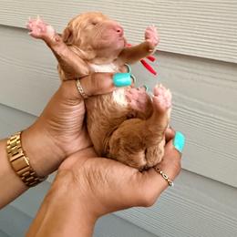 Friday Series - Sable male Goldendoodle puppy in Houston, Texas from Were The Mack'Doodles Mack’Poodles