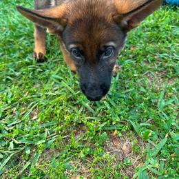Bruiser - Sable male German Shepherd puppy in Inverness Highlands South, Florida from Von der Tetiaroa German Shepherd dogs
