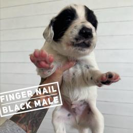 Finger Nail - White and black male Dalmatian puppy in Stanchfield, Minnesota from Darling Dalmatians