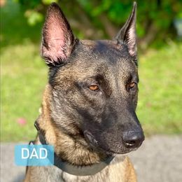 Dean - Belgian Malinois