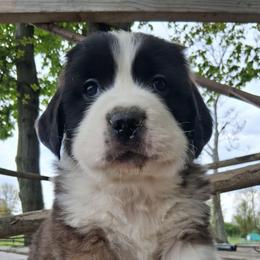 Hank Jr - Brown and white male Saint Bernard puppy in Kinsman, Ohio from Coleman Saint Bernards of Ohio