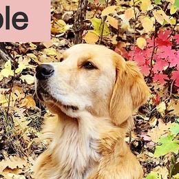 Mable - Golden Retriever