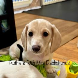 Boy one - Cream male Dachshund puppy in Lakeland, Florida from Ruthie’s Rich Mini Dachshunds