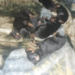 Miniature Pinscher Puppies from Meek's Min Pins