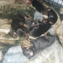 Miniature Pinscher Puppies from Meek's Min Pins