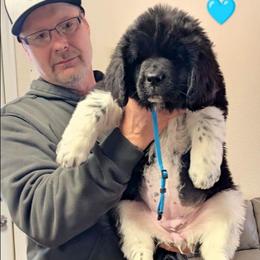 Female 6 Lt Blue Collar - White and black female Newfoundland puppy in Burfordville, Missouri from Umfleet Farms