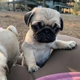Milo - Fawn male Pug puppy in Prairieville, Louisiana from Freedom Meadow Farm