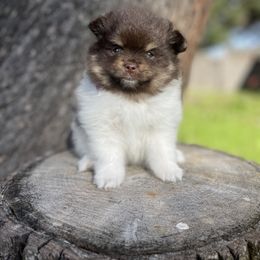 French Bulldog, Goldendoodle, Pomeranian, and Yorkshire Terrier Puppies from Dbos Furry Friends