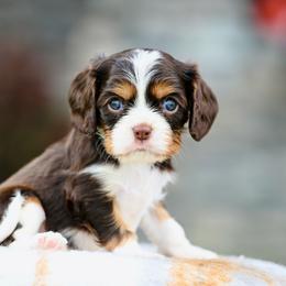 Pepper - Chocolate male Cavalier King Charles Spaniel puppy in Sugarcreek, Ohio from Chocolate Cavalier
