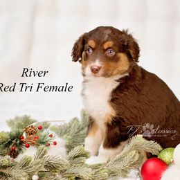 River - Red tri female Miniature Australian Shepherd puppy in Mechanicsburg, Pennsylvania from TJ's Aussies