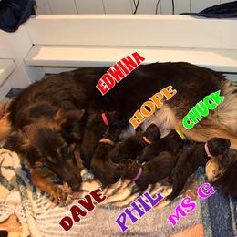 HOPE - Black and tan female German Shepherd puppy in Murrieta, California from Diamond Oaks German Shepherds