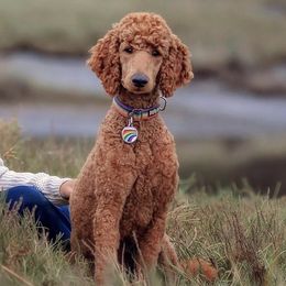 Poodles from Jon