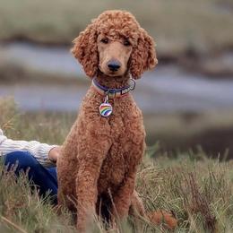 Poodles from Jon