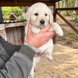 Male 5 - Light golden male Golden Retriever puppy in Rainier, Washington from Hanson’s NW Goldens & Doodles