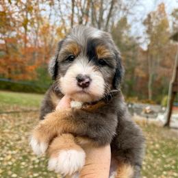 Nettle - Merle female Bernedoodle puppy in Midland, Michigan from Northern Charm Farm