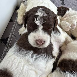 Lupo - White male Lagotto Romagnolo puppy in Chehalis, Washington from Scarlet Oak Lagotti