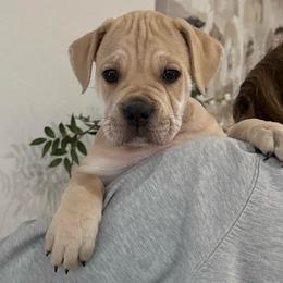Thor (Rudolph) - Fawn male Cane Corso puppy in Utah from 3Lake Kennelz