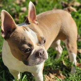 Ryder - Boston Terrier