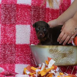 Girl 1 - Red and rust female Doberman Pinscher puppy in Williamston, Sc, South Carolina from Dutton Dog Co & Dalla Grazia Doberman