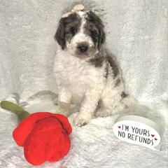 Sugar Plum - female Golden Mountain Doodle puppy in Victoria, Texas from Deidre's Doodles