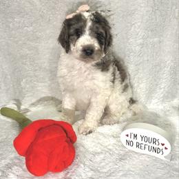Sugar Plum - female Golden Mountain Doodle puppy in Victoria, Texas from Deidre's Doodles
