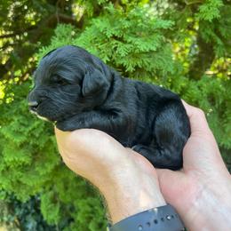 Carcassanne - Black male Goldendoodle puppy in Lancaster, Pennsylvania from Doodles in the Skye