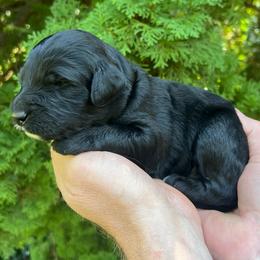 Carcassanne - Black male Goldendoodle puppy in Lancaster, Pennsylvania from Doodles in the Skye