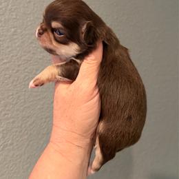 Myles - Chocolate and tan male Chihuahua puppy in Newport Beach, California from Exotic City Pomeranians and chihuahuas