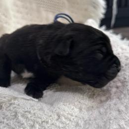Navy blue collar - Black brindle male Cane Corso puppy in Utah from 3Lake Kennelz