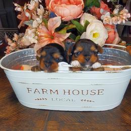 Yorkshire Terrier Puppies from Scott And Tammy's Lil Yorkies