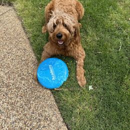Holly - Goldendoodle