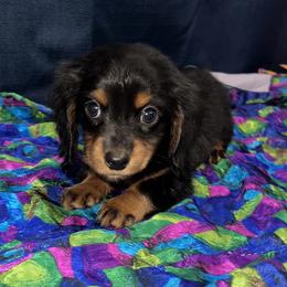 Dachshund Puppies from Camacho_Dachshunds