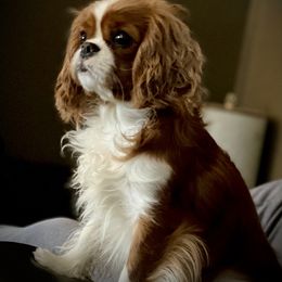 Cavalier King Charles Spaniel Puppies from Bella Fleur Cavaliers