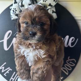Red Male - Red and white male Shihpoo puppy in Asheboro, North Carolina from Southern Bred Pups