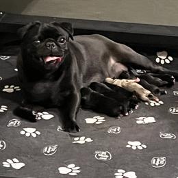 Girl 4 - Black female Pug puppy in Checotah, Oklahoma from Baxter Family Pugs