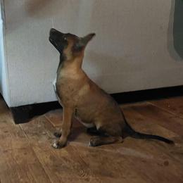 Koda - Red sable male Belgian Malinois puppy in Elizabethton, Tennessee from Forever Family K9