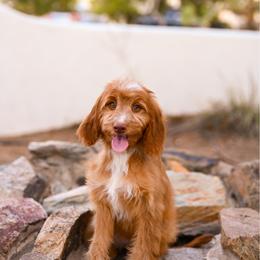 Shania - Red female Irish Doodle puppy in Tucson, Arizona from Sun Valley Goldendoodles