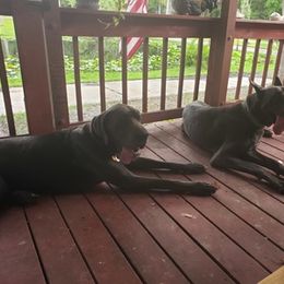 Great Dane All Grown Up from BLUE STEAL DANES