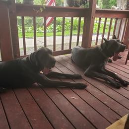 Great Dane All Grown Up from BLUE STEAL DANES