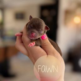 Fawn - Chocolate female Chihuahua puppy in Harrison, Michigan from Cloud9 Chihuahuas