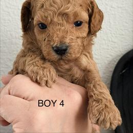 Bernedoodle, Goldendoodle, and Poodle Puppies from Beach Doodles