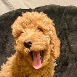 Bernedoodles, Goldendoodles, and Poodles from Mimi’s Doodles & Poodles
